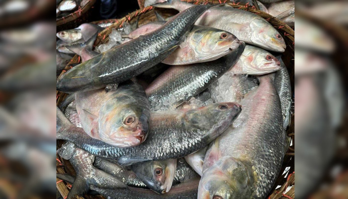 ইলিশ শিকার নিষেধাজ্ঞার আগে চাঁদপুরে লাফিয়ে বাড়ল মাছের দাম