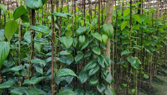 মানিকগঞ্জে পানচাষিরা খরচের বোঝা ও কম দামের কারণে বিপাকে