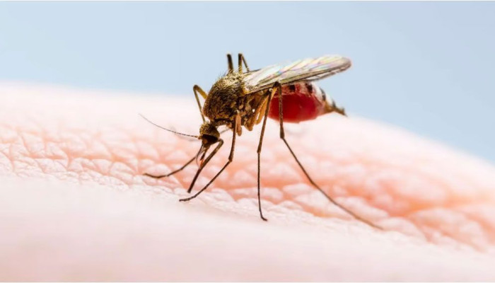 জলবায়ু পরিবর্তনের প্রভাবে আইসল্যান্ডে প্রথমবার পাওয়া গেল মশা