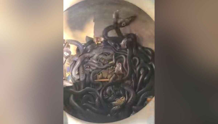 বসতঘরের মেঝের নিচে মিলল বিষধর পদ্মগোখরার ৩১টি বাচ্চা