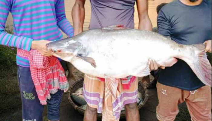 ইছামতী নদীতে দুই তরুণের বড়শিতে ধরা পড়ল ১৬ কেজির বিশাল পাঙাশ