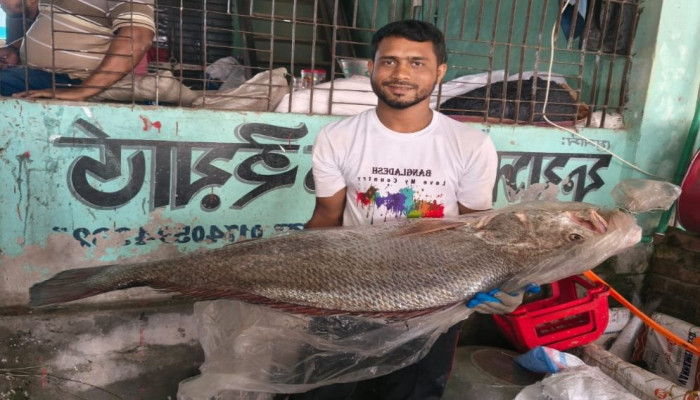কলাপাড়ায় জেলের জালে ধরা ২১ কেজির ‘কালো পোয়া’, দাম উঠল এক লাখ টাকা