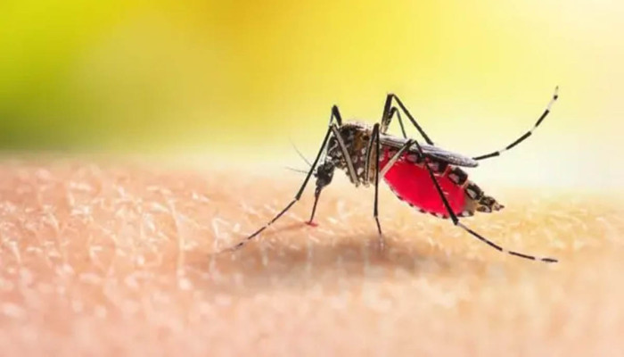 ডেঙ্গুতে ৬ জনের মৃত্যু, হাসপাতালে ৭৮৮