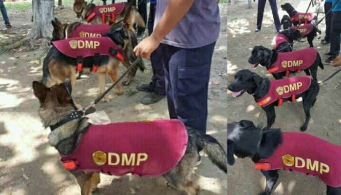 নিলামে উঠছে ডিএমপির তিন প্রশিক্ষিত কুকুর