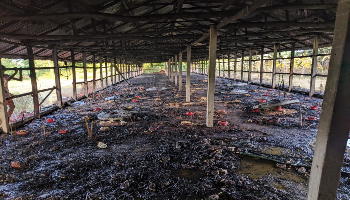 মিরসরাইয়ে পোলট্রি ফার্মে আগুন: পুড়ে গেল ২৫শ বাচ্চা, খামারির ক্ষতি ২০ লাখ টাকা