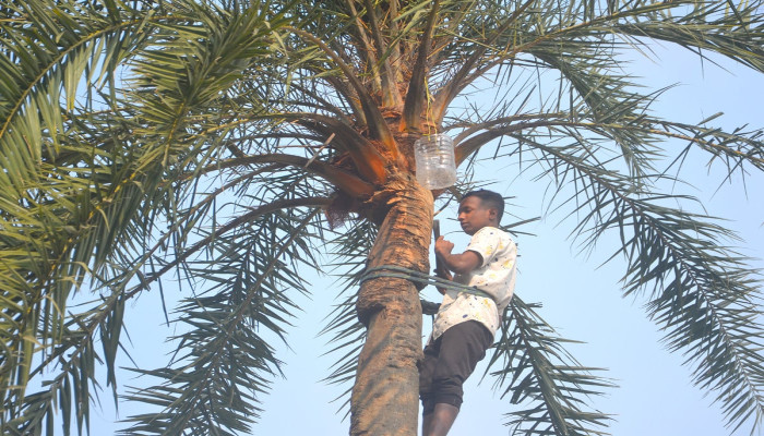 শীতে শুরু হয়েছে খেজুরের রস সংগ্রহ