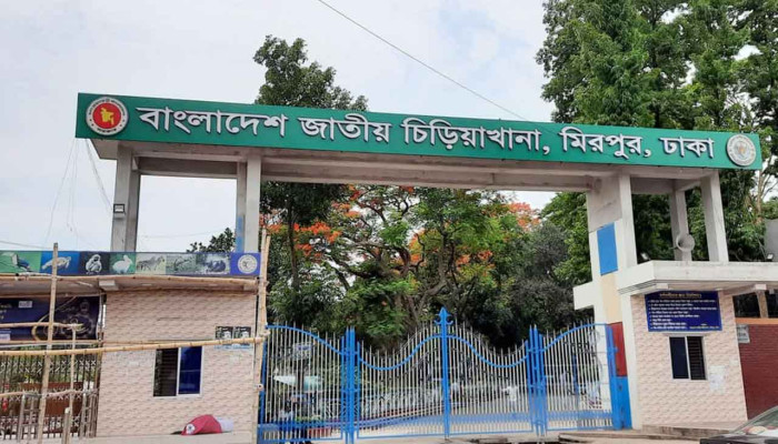 চিড়িয়াখানা থেকে বের হয়ে যাওয়া সিংহ নিরাপদে খাঁচায়, তদন্তে দুই সদস্যের কমিটি