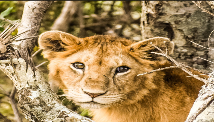 বন্যপ্রাণি সংরক্ষণে সচেতনতা বাড়াতে উদ্যোগ জরুরি