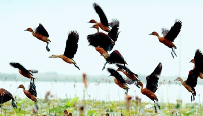 কাপ্তাই হ্রদে পাখিদের আগমনে বেড়েছে সৌন্দর্য