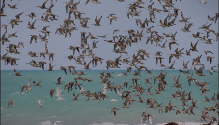 পরিযায়ী পাখি শিকার : অতিথি পাখিদের মৃত্যু ফাঁদ