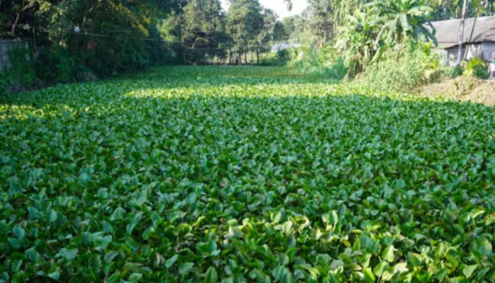 কচুরিপানা : সংকট থেকে সবুজ সম্ভাবনা