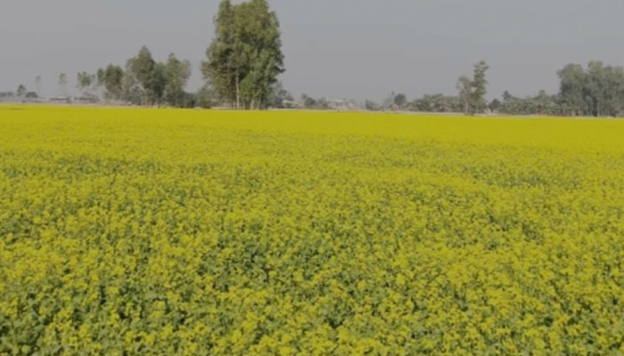 শেরপুরে সরিষার হলুদ ফুলে ভরে উঠেছে মাঠ, প্রকৃতির রূপে মুগ্ধ মানুষ