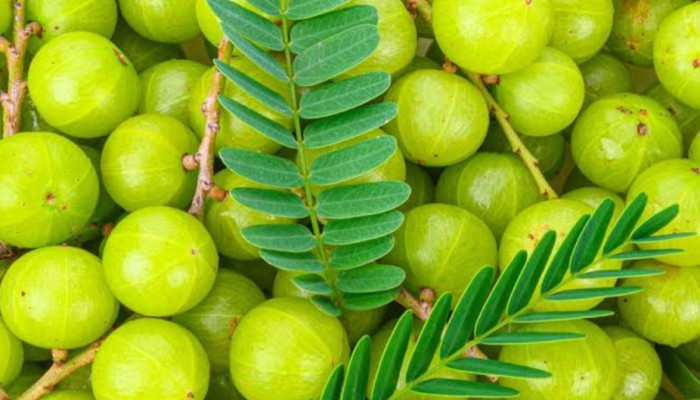 শীতকালে আমলকি ব্যবহারে চুলের যত্ন ও উপকারিতা