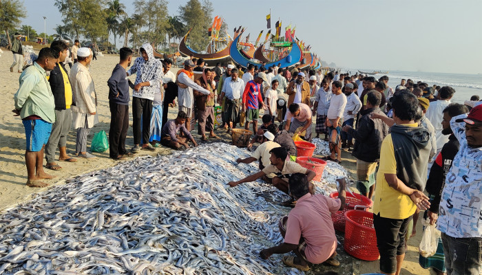 টেকনাফ উপকূলে জেলেদের জালে ১০৬ মণ মাছ, একদিনেই বিক্রি প্রায় ৯ লাখ টাকায়