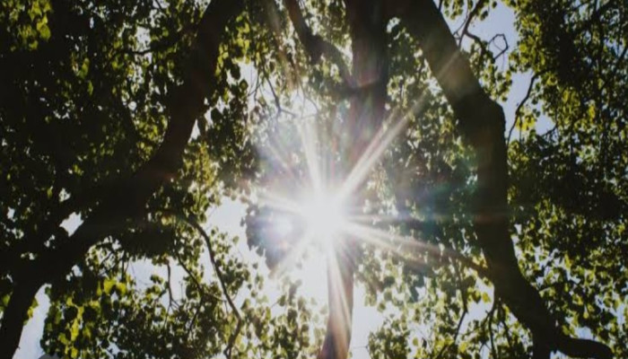 ঢাকায় কমেছে শীতের তীব্রতা