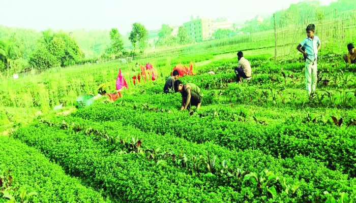 সীতাকুণ্ডে পাহাড়ে অর্ধকোটি টাকার পুদিনার আবাদ