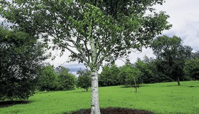 গাছ লাগানোর উপকারিতা: পরিবেশ, স্বাস্থ্য ও জীবনযাত্রার উন্নতি