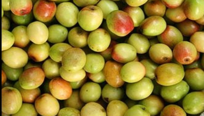 বরই এর উপকারিতা: পুষ্টিগুণ, রোগ প্রতিরোধ ও হজমে সহায়ক ফল