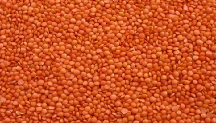 প্রোটিনের উৎকৃষ্ট উৎস মসুর ডাল : পুষ্টিগুণ ও স্বাস্থ্য উপকারিতা