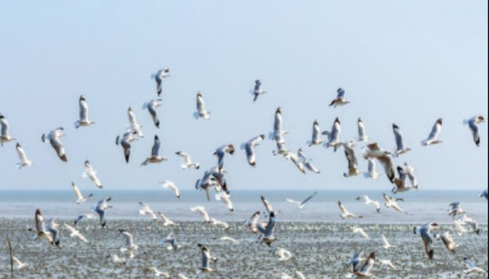 পরিযায়ী পাখির নিরাপত্তা: সচেতনতা জরুরি