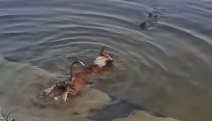 বাগেরহাটে কুমির-কুকুর ঘটনা: ভাইরাল ভিডিও ঘিরে অপতথ্যের বিস্তার