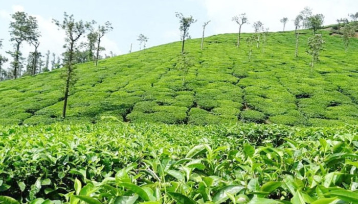 সিলেটের চা বাগান: প্রাকৃতিক সৌন্দর্য ও অর্থনৈতিক গুরুত্ব