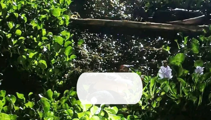 মহেশপুরে তিন দিনের ব্যবধানে ইছামতী নদী থেকে আরও এক মরদেহ উদ্ধার