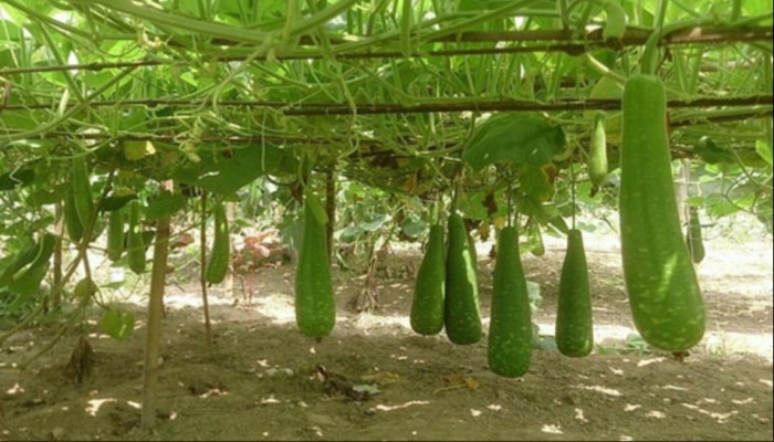 লাউয়ের উপকারিতা:  কেন খাবেন এই সবজি