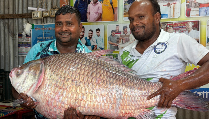 পদ্মায় ধরা ৩০ কেজির কাতল, বিক্রি ৬৯ হাজার টাকায়