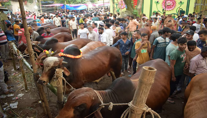 ঈদুল আজহায় রাজধানীতে বসছে ২৬ পশুর হাট: প্রস্তুতি শুরু দুই সিটি করপোরেশনে