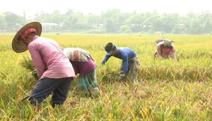 আগাম বন্যার শঙ্কায় সুনামগঞ্জে দ্রুত ধান কাটার আহ্বান পাউবোর