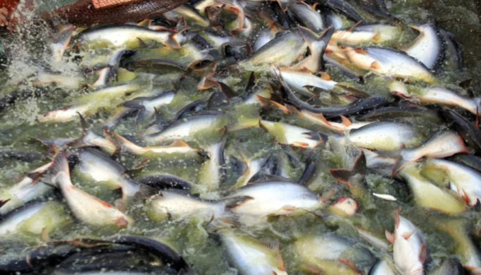 মাছ চাষে স্বাবলম্বিতা: সম্ভাবনা, প্রযুক্তি ও লাভের নতুন দিগন্ত