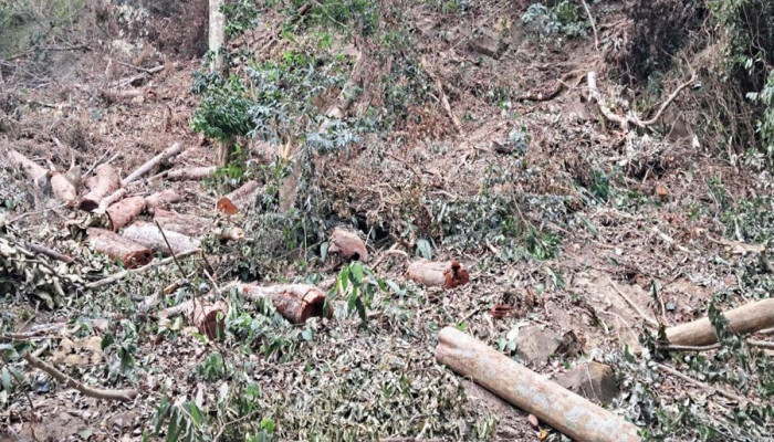আলীকদমে ‘ব্যাঙঝিরি’র পাড়াবন উজাড়: পাহাড় কেটে গাছ পাচারের মহোৎসব