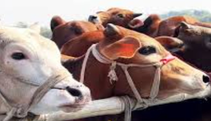 কুরবানির নেসাব প্রসঙ্গ: কার ওপর কুরবানি ওয়াজিব?