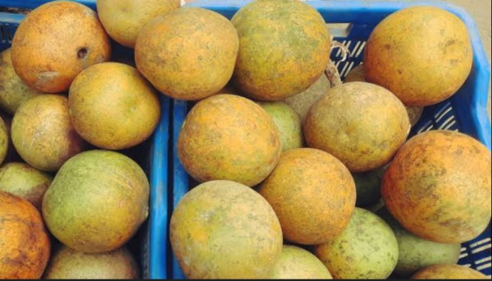 বেলের উপকারিতা: গরমে শরীর ঠান্ডা রাখা, হজম শক্তি বৃদ্ধি ও রোগ প্রতিরোধে কার্যকর ফল