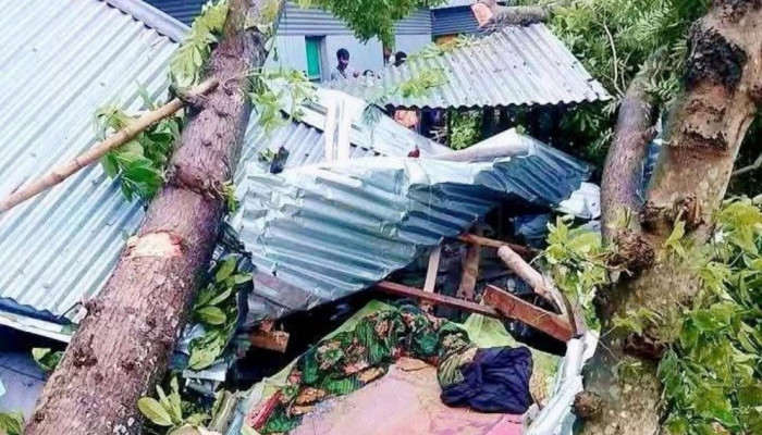 কালবৈশাখীর ঝড়ে ঘুমের মধ্যে গাছচাপায় মা ও দুই মেয়ের মৃত্যু, শোকে স্তব্ধ মেলান্দহ