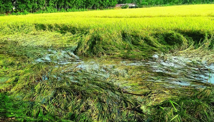রাঙ্গুনিয়ায় পাকা ধান ও সবজি ক্ষেতের ব্যাপক ক্ষতি
