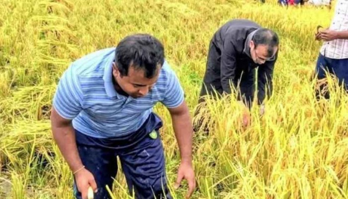 শ্রমিক সংকটে কৃষকের পাশে প্রশাসন, হাওরে ধান কাটলেন দিরাইয়ের ইউএনও