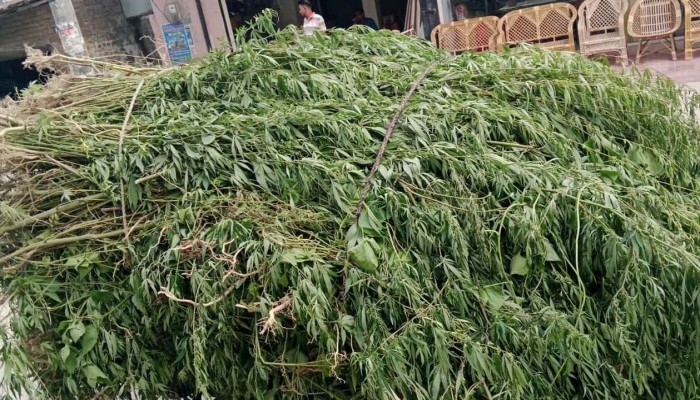 চাঁপাইনবাবগঞ্জে অভিযান চালিয়ে ৫ হাজারের বেশি ভাং গাছ উদ্ধার