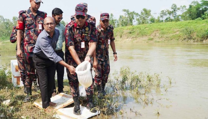 হবিগঞ্জে বিজিবির অভিযানে ২ কোটি টাকার ভারতীয় গলদা চিংড়ির রেণু পোনা জব্দ