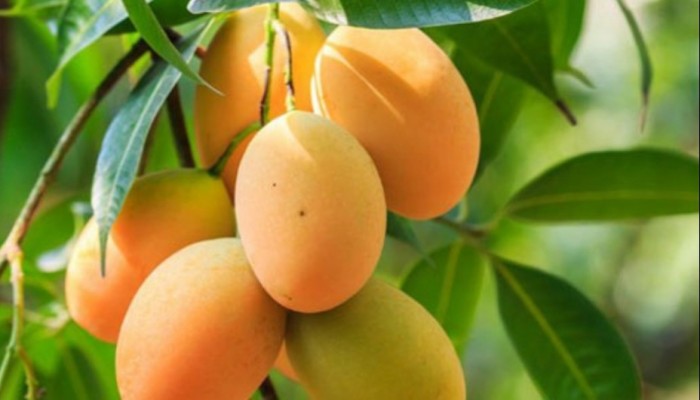 দেশে আমের মৌসুম শুরু: বাজারে উঠছে নতুন আম