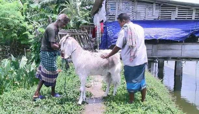 সাতক্ষীরায় ৭৬ কেজির ছাগল ঘিরে কৌতূহল, খামারে দর্শনার্থীদের ভিড়