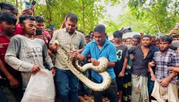 শ্রীমঙ্গলে বসতঘরের সিলিং থেকে উদ্ধার বিশাল অজগর, পরে অবমুক্ত
