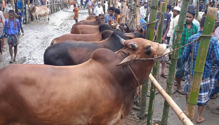 ঈদুল আজহা: কুরবানির তাৎপর্য, বিধান এবং পশু কেনার আগে যা জানা জরুরি