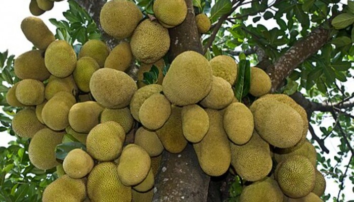 কাঁঠাল: সুস্বাদু ফলের সঙ্গে পুষ্টিগুণের ভাণ্ডার