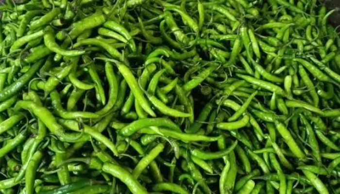 বৈরী আবহাওয়ায় মানিকগঞ্জে মরিচ চাষে ধস, ঋণগ্রস্ত কৃষকদের দুশ্চিন্তা