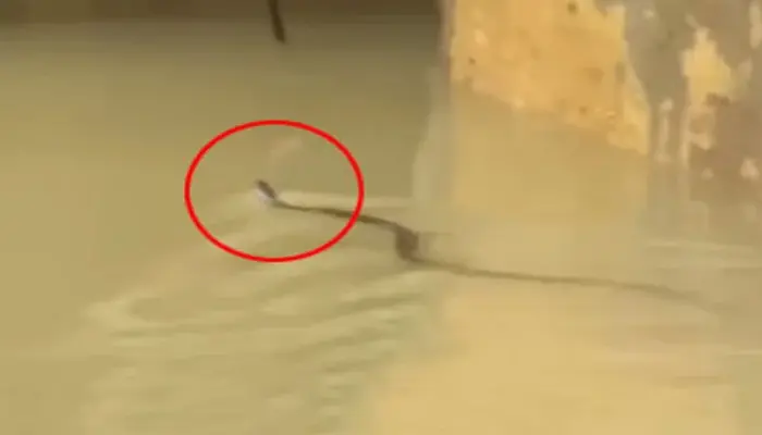 চট্টগ্রামে সাপের কামড়ে আহত অন্তত ৭৫ জন