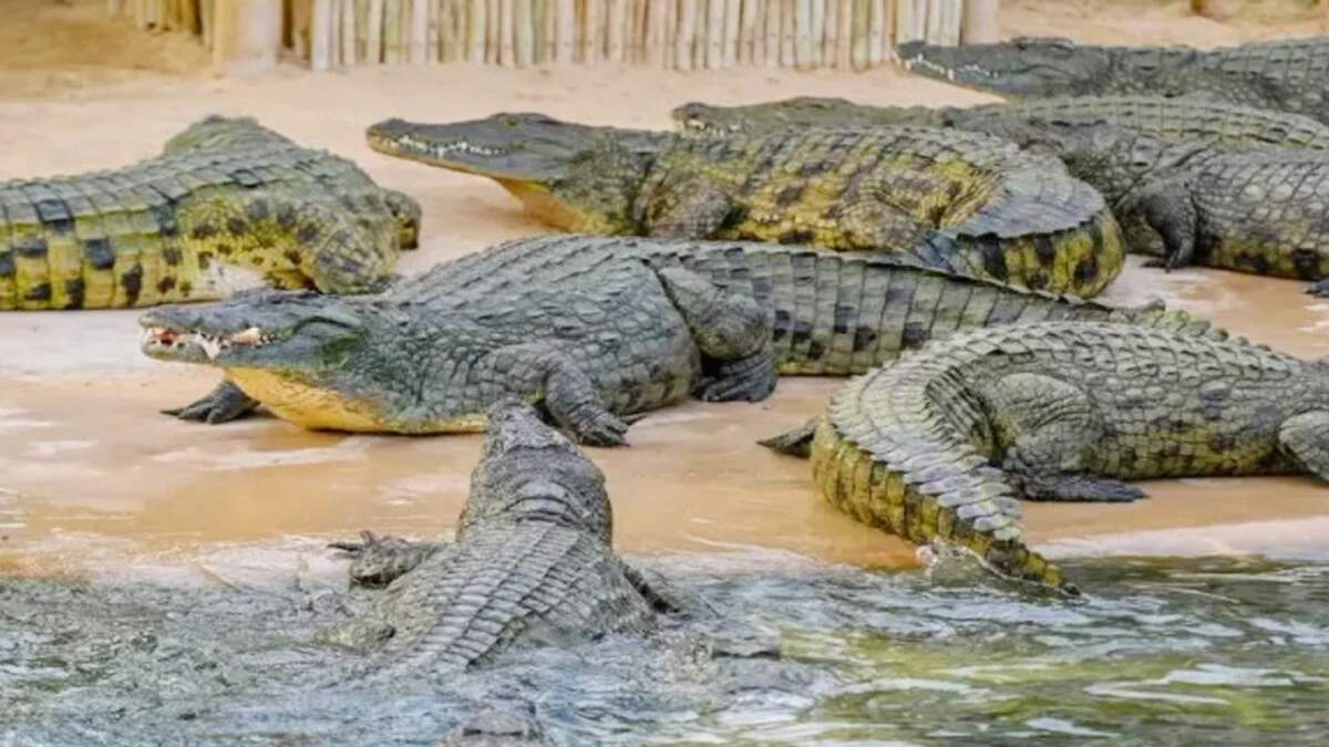 হামাস সদস্যদের রাখা কারাগারের অংশ ঘিরে কুমির রাখার জন্য পরিখা খনন শুরু