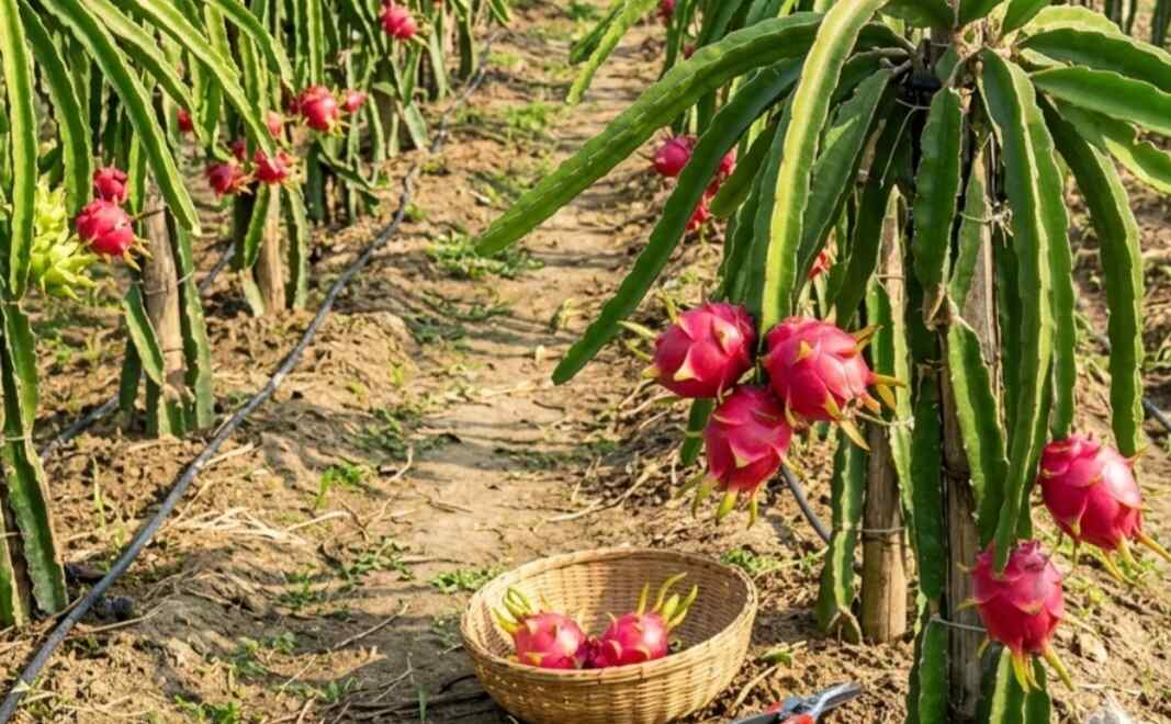 বাংলাদেশে সম্প্রসারিত হচ্ছে ড্রাগন ফলের চাষ, বেড়েছে কৃষকদের আগ্রহ