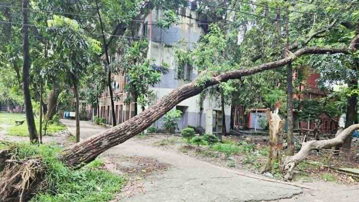 ঢাকা কলেজে উপড়ে পড়া গাছ অপসারণে বিলম্ব, নিরাপত্তা ঝুঁকিতে শিক্ষার্থীরা